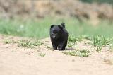 SCHIPPERKE 646